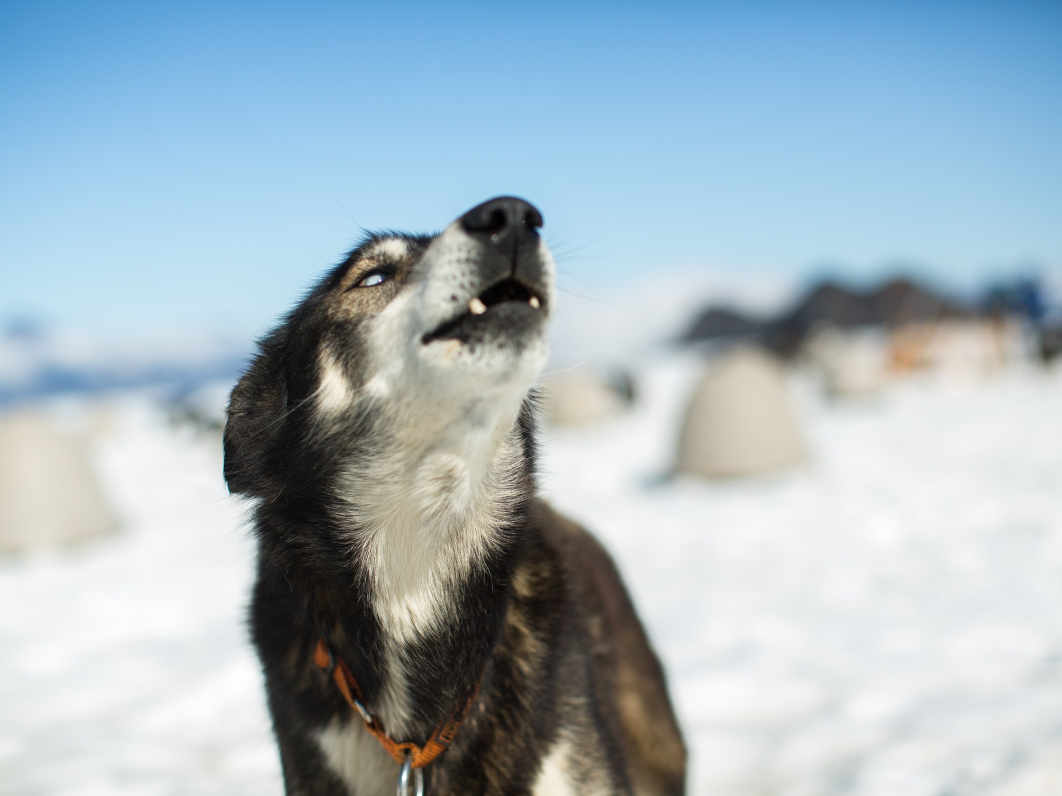 a dog sitting in the snow